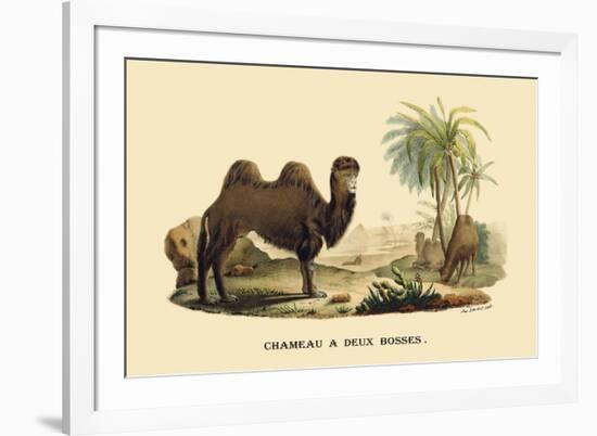 Chameau a Deux Bosses-E.f. Noel-Framed Art Print