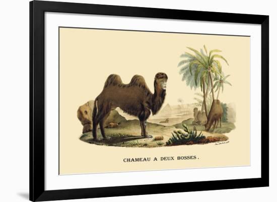 Chameau a Deux Bosses-E.f. Noel-Framed Art Print