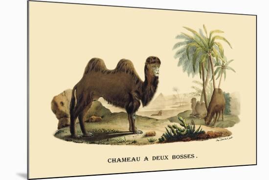 Chameau a Deux Bosses-E.f. Noel-Mounted Art Print