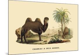 Chameau a Deux Bosses-E.f. Noel-Mounted Art Print