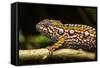 Chameleon, Andasibe-Mantadia National Park, Madagascar-Paul Souders-Framed Stretched Canvas