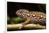 Chameleon, Andasibe-Mantadia National Park, Madagascar-Paul Souders-Framed Photographic Print