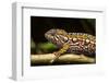 Chameleon, Andasibe-Mantadia National Park, Madagascar-Paul Souders-Framed Photographic Print