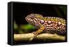 Chameleon, Andasibe-Mantadia National Park, Madagascar-Paul Souders-Framed Stretched Canvas