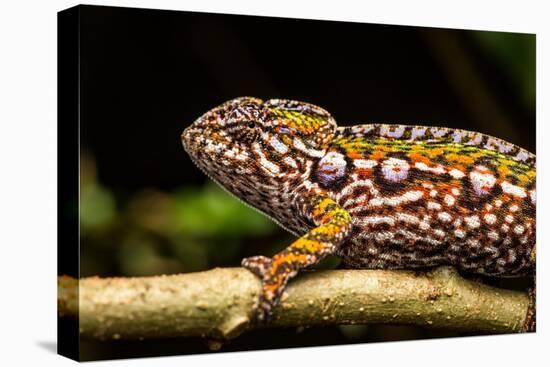 Chameleon, Andasibe-Mantadia National Park, Madagascar-Paul Souders-Stretched Canvas