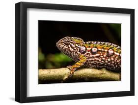 Chameleon, Andasibe-Mantadia National Park, Madagascar-Paul Souders-Framed Photographic Print