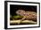 Chameleon, Andasibe-Mantadia National Park, Madagascar-Paul Souders-Framed Photographic Print