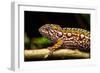 Chameleon, Andasibe-Mantadia National Park, Madagascar-Paul Souders-Framed Photographic Print