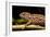 Chameleon, Andasibe-Mantadia National Park, Madagascar-Paul Souders-Framed Photographic Print