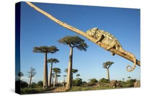 Chameleon, Avenue of Baobabs, Madagascar-Paul Souders-Stretched Canvas