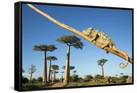 Chameleon, Avenue of Baobabs, Madagascar-Paul Souders-Framed Stretched Canvas