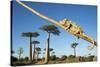 Chameleon, Avenue of Baobabs, Madagascar-Paul Souders-Stretched Canvas