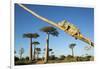 Chameleon, Avenue of Baobabs, Madagascar-Paul Souders-Framed Premium Photographic Print