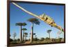 Chameleon, Avenue of Baobabs, Madagascar-Paul Souders-Framed Premium Photographic Print