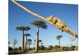 Chameleon, Avenue of Baobabs, Madagascar-Paul Souders-Mounted Premium Photographic Print