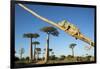 Chameleon, Avenue of Baobabs, Madagascar-Paul Souders-Framed Premium Photographic Print