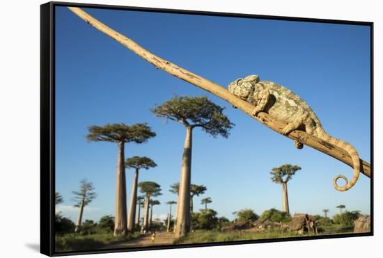 Chameleon, Avenue of Baobabs, Madagascar-Paul Souders-Framed Stretched Canvas