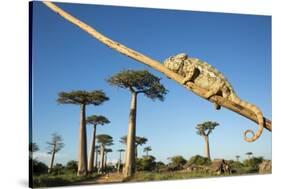 Chameleon, Avenue of Baobabs, Madagascar-Paul Souders-Stretched Canvas