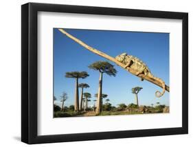 Chameleon, Avenue of Baobabs, Madagascar-Paul Souders-Framed Photographic Print