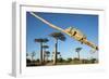 Chameleon, Avenue of Baobabs, Madagascar-Paul Souders-Framed Photographic Print