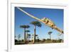 Chameleon, Avenue of Baobabs, Madagascar-Paul Souders-Framed Photographic Print