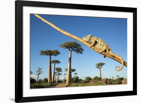 Chameleon, Avenue of Baobabs, Madagascar-Paul Souders-Framed Photographic Print