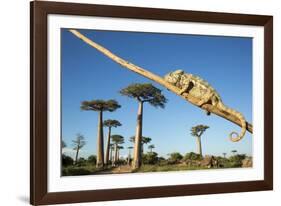 Chameleon, Avenue of Baobabs, Madagascar-Paul Souders-Framed Photographic Print