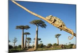 Chameleon, Avenue of Baobabs, Madagascar-Paul Souders-Mounted Photographic Print