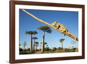 Chameleon, Avenue of Baobabs, Madagascar-Paul Souders-Framed Photographic Print