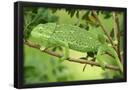 Essential Black