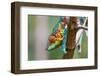 Chameleon Furcifer Pardalis, Madagascar Nature-mirecca-Framed Photographic Print