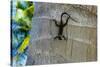 Chameleon In Belize Photo Print Poster-null-Stretched Canvas
