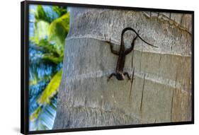 Chameleon In Belize Photo Print Poster-null-Framed Poster