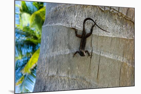 Chameleon In Belize Photo Print Poster-null-Mounted Poster