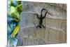 Chameleon In Belize Photo Print Poster-null-Mounted Poster
