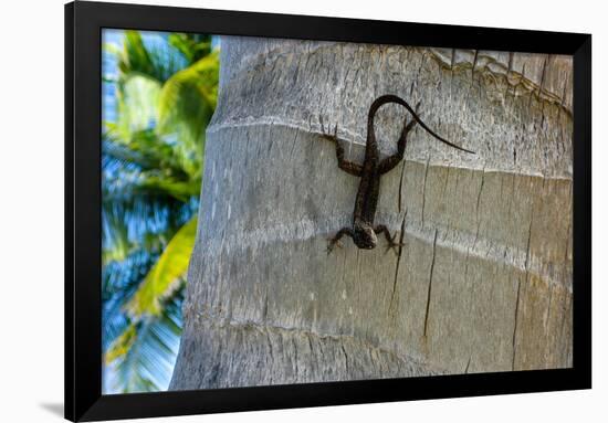 Chameleon In Belize Photo Print Poster-null-Framed Poster