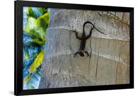 Chameleon In Belize Photo Print Poster-null-Framed Poster