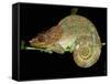 Chameleon in Sleeping Position, Montagne d'Ambre National Park, Madagascar-Pete Oxford-Framed Stretched Canvas