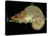 Chameleon in Sleeping Position, Montagne d'Ambre National Park, Madagascar-Pete Oxford-Stretched Canvas