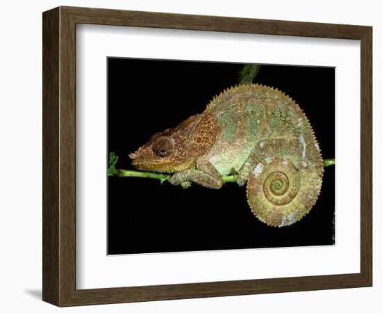 Chameleon in Sleeping Position, Montagne d'Ambre National Park, Madagascar-Pete Oxford-Framed Photographic Print