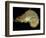 Chameleon in Sleeping Position, Montagne d'Ambre National Park, Madagascar-Pete Oxford-Framed Photographic Print