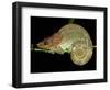 Chameleon in Sleeping Position, Montagne d'Ambre National Park, Madagascar-Pete Oxford-Framed Photographic Print