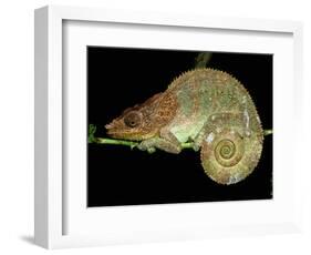 Chameleon in Sleeping Position, Montagne d'Ambre National Park, Madagascar-Pete Oxford-Framed Photographic Print