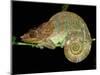 Chameleon in Sleeping Position, Montagne d'Ambre National Park, Madagascar-Pete Oxford-Mounted Photographic Print