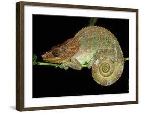 Chameleon in Sleeping Position, Montagne d'Ambre National Park, Madagascar-Pete Oxford-Framed Photographic Print