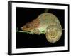 Chameleon in Sleeping Position, Montagne d'Ambre National Park, Madagascar-Pete Oxford-Framed Photographic Print