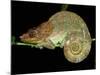 Chameleon in Sleeping Position, Montagne d'Ambre National Park, Madagascar-Pete Oxford-Mounted Photographic Print