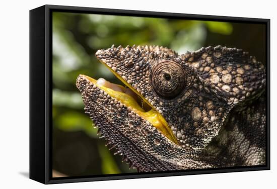 Chameleon, Isalo National Park, Madagascar-Paul Souders-Framed Stretched Canvas