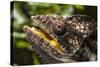 Chameleon, Isalo National Park, Madagascar-Paul Souders-Stretched Canvas