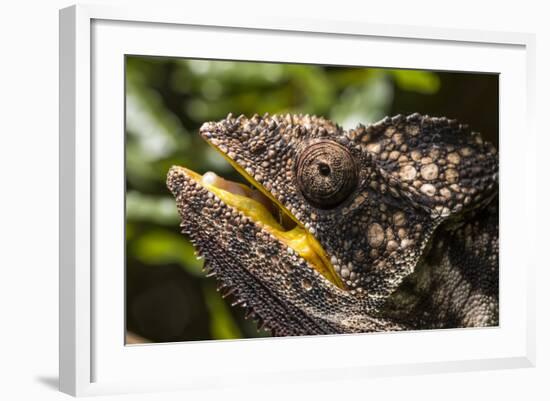 Chameleon, Isalo National Park, Madagascar-Paul Souders-Framed Photographic Print